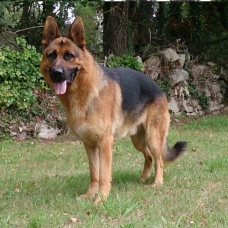 Image pour l'annonce BERGER ALLEMAND LOF POUR SAILLIE