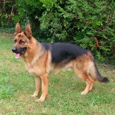 Image pour l'annonce BERGER ALLEMAND LOF POUR SAILLIE