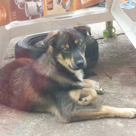Image pour l'annonce Inox, X Beauceron Husky sibérien