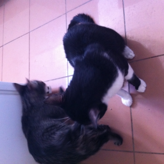 Image pour l'annonce donne chatons