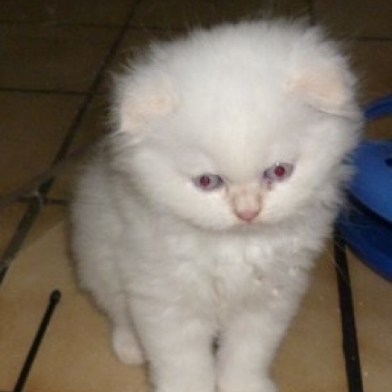 Image pour l'annonce disponible chaton highland  fold