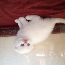 Image pour l'annonce disponible chaton highland  fold