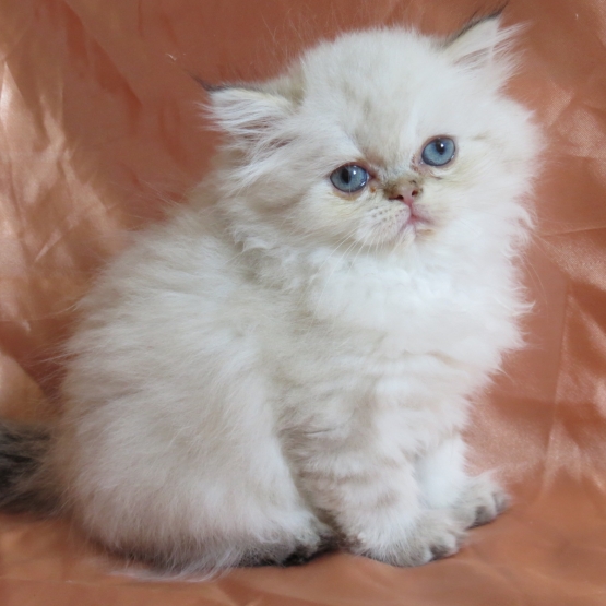Image pour l'annonce Chaton persan seal tabby point loof femelle