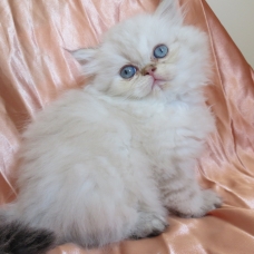 Image pour l'annonce Chaton persan seal tabby point loof femelle