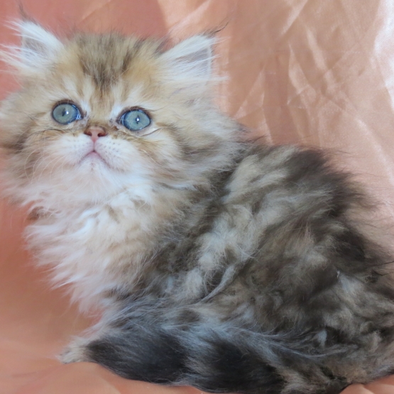 Image pour l'annonce Chaton persan golden shaded loof femelle