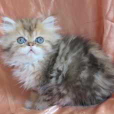 Image pour l'annonce Chaton persan golden shaded loof femelle