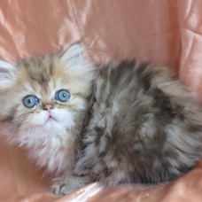 Image pour l'annonce Chaton persan golden shaded loof femelle