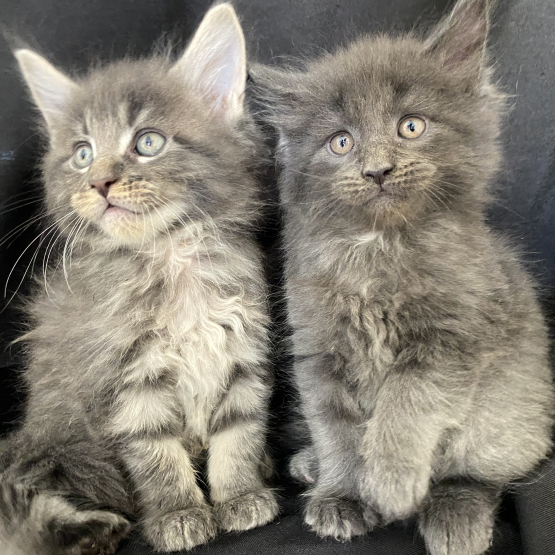 Image pour l'annonce 7 chatons MAINE COON LOOF élevés en famille - Non stérilisés