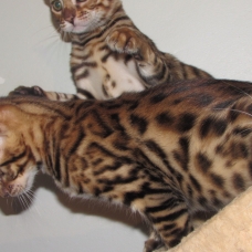 Image pour l'annonce Chaton Bengal LOOF