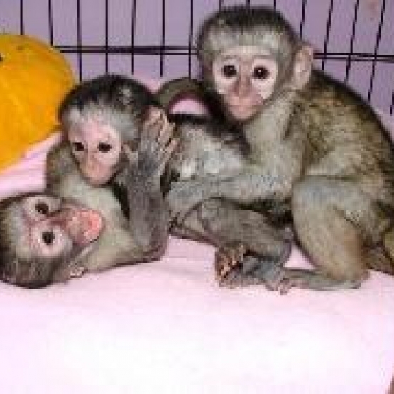 Image pour l'annonce Singes Capucins Pure Race