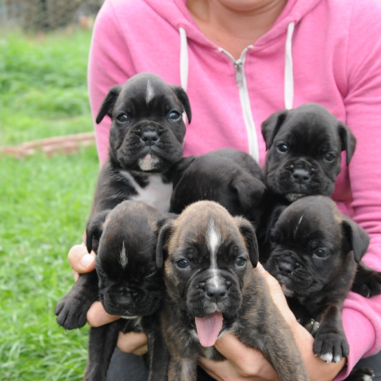 Image pour l'annonce Chiots boxers à réserver