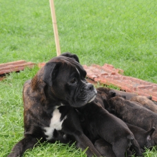 Image pour l'annonce Chiots boxers à réserver
