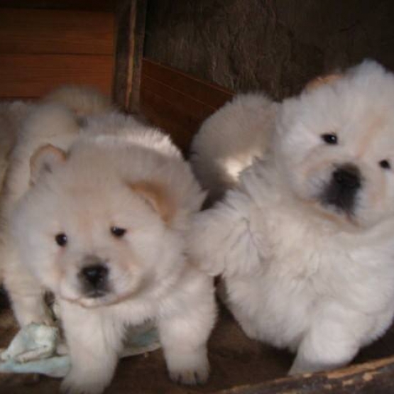 Image pour l'annonce Vends 4 chiots Chow chow