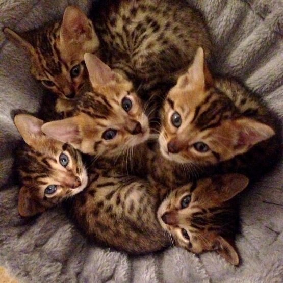 Image pour l'annonce Chatons bengal LOOF