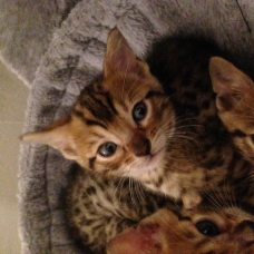 Image pour l'annonce Chatons bengal LOOF