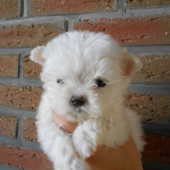 Image pour l'annonce Urgent a adopter chiots type Bichon maltais