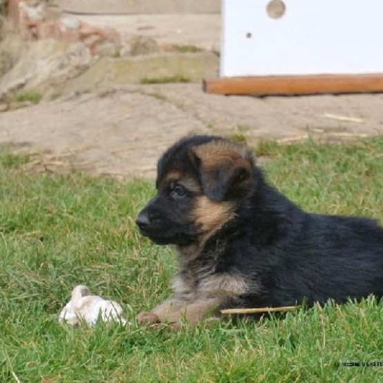 Image pour l'annonce Donne chiot type berger allemand femelle