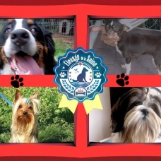 Image pour l'annonce Chiots de race (paiement jusqu'à 4 fois+livraison)
