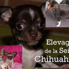Image pour l'annonce Chiots de race (paiement jusqu'à 4 fois+livraison)