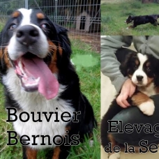 Image pour l'annonce Chiots de race (paiement jusqu'à 4 fois+livraison)