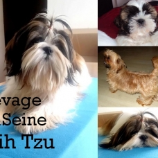 Image pour l'annonce Chiots de race (paiement jusqu'à 4 fois+livraison)