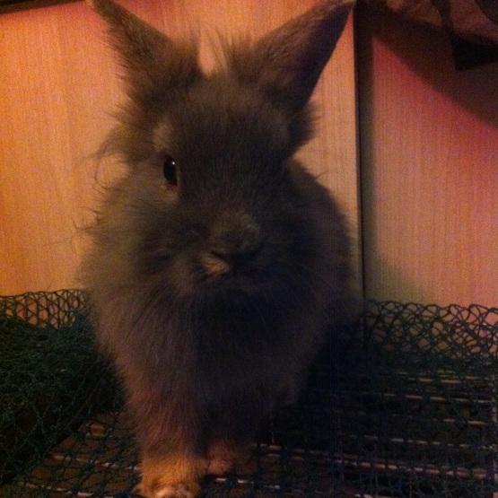 Image pour l'annonce Donne lapin tête de lion