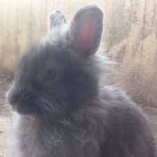 Image pour l'annonce Donne lapin tête de lion