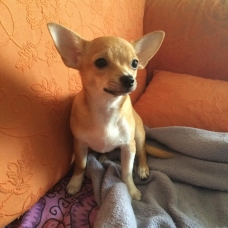 Image pour l'annonce Chiots CHIHUAHUA