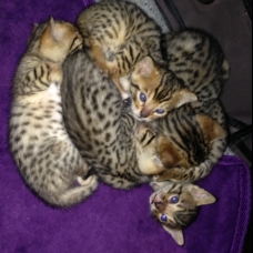 Image pour l'annonce chatons bengal LOOF
