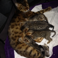 Image pour l'annonce chatons bengal LOOF