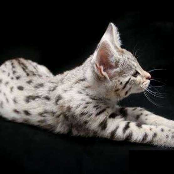 Image pour l'annonce F1 savannah et chatons serval disponible