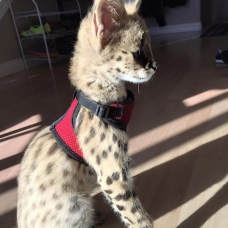 Image pour l'annonce F1 savannah et chatons serval disponible