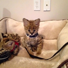 Image pour l'annonce F1 savannah et chatons serval disponible