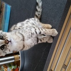 Image pour l'annonce F1 savannah et chatons serval disponible
