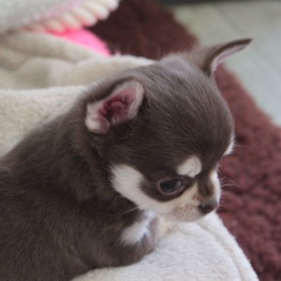 Image pour l'annonce Adorable Chiot chihuahua femelle