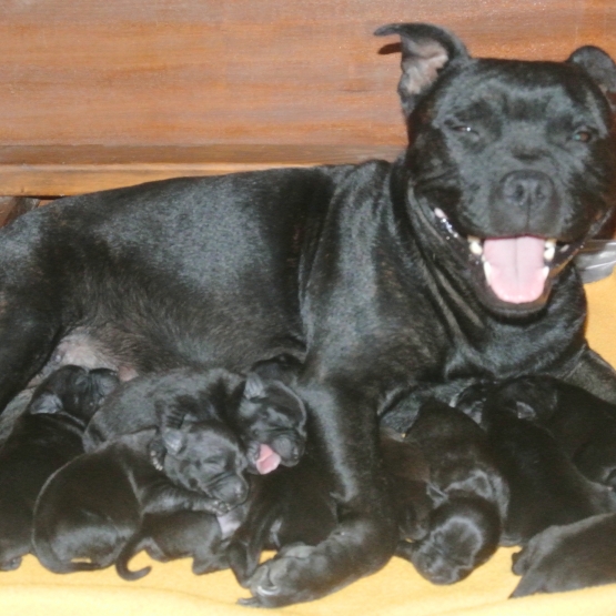 Image pour l'annonce Chiots Staffordshire Bull Terrier