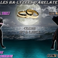 Image pour l'annonce Chiots Staffordshire Bull Terrier