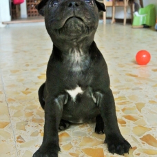 Image pour l'annonce Chiots Staffordshire Bull Terrier