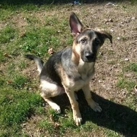 Image pour l'annonce Chiot Berger Allemand