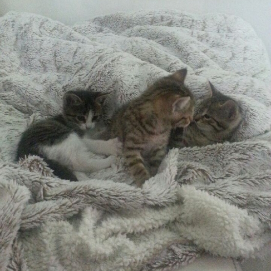 Image pour l'annonce 3 chatonnes