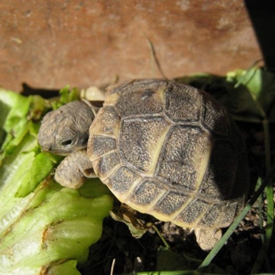 Image pour l'annonce Vend bébés tortues hermann