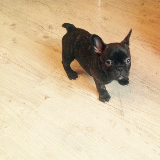 Image pour l'annonce vend choit male bouledogue francais
