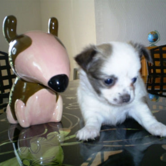 Image pour l'annonce Magnifique chiot chihuahua femelle