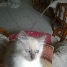 Image pour l'annonce VENDS CHATON SACRE DE BIRMANIE LOOF