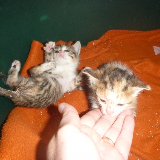 Image pour l'annonce donne 3 chatons