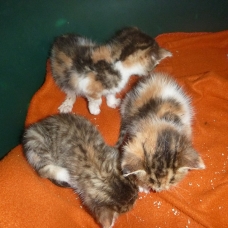 Image pour l'annonce donne 3 chatons