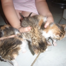 Image pour l'annonce donne 3 chatons