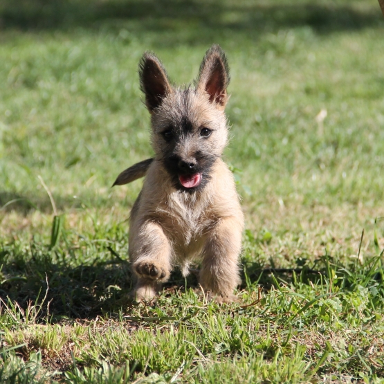 Image pour l'annonce Vends chiots Cairn terrier