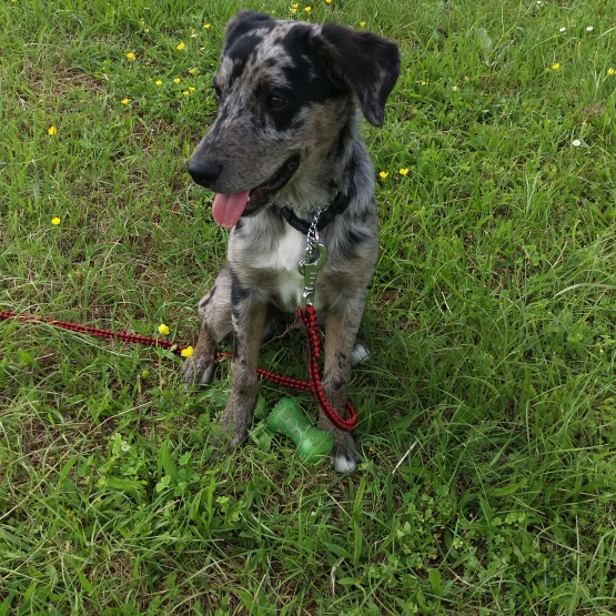 Image pour l'annonce Border Collie Bleu Merle