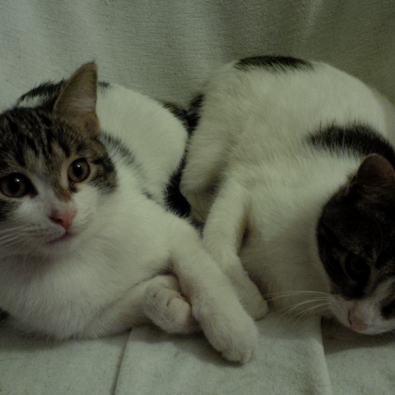 Image pour l'annonce Donne 3 chatons de 4 mois